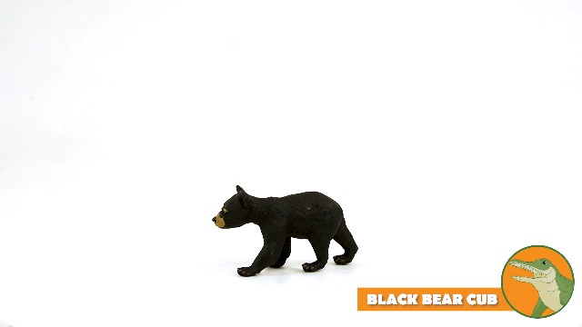 bear cub Fuzzy bear cub found alone, now thriving in San Diego's Project